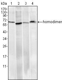 Pirh2 Antibody