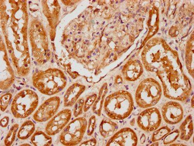 PIRT Antibody