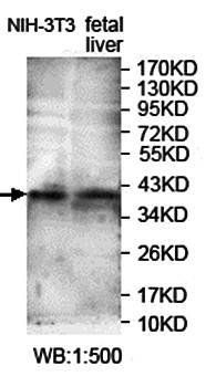 PISD Rabbit Polyclonal Antibody