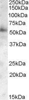 Goat anti-PIST / FIG / GOPC Antibody