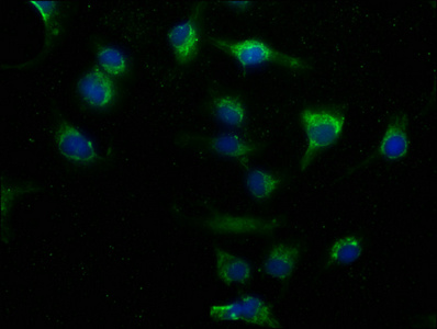 PITPNA Antibody