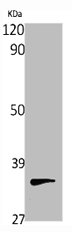 PITPNB Antibody