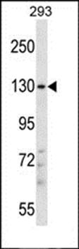 PITPNM2 antibody