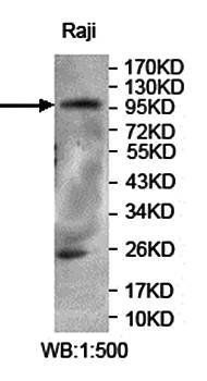 PITPNM3 antibody