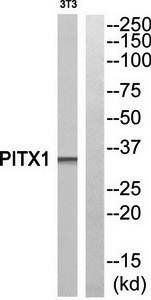 PITX1 antibody