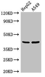 PITX2 Antibody