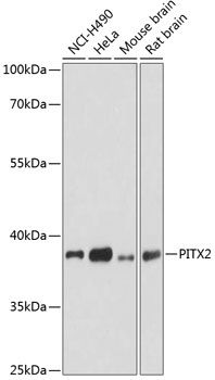 PITX2 antibody