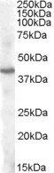 Goat anti-PITX3 Antibody