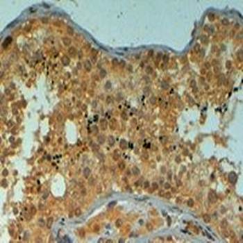 Goat anti-PIWI / HIWI Antibody