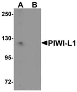 PIWI-L1 Antibody