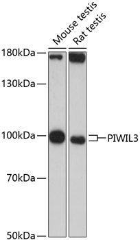 PIWIL3 antibody