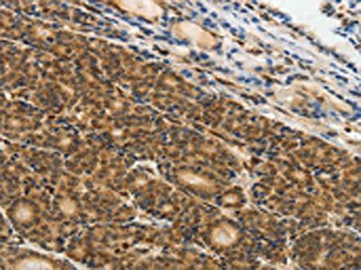 PIWIL4 Antibody
