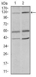 PIWIL4 Antibody