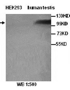 PIWIL4 Rabbit Polyclonal Antibody