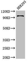 PIWIL4 Antibody