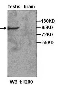 Piwi-like 1 Rabbit Polyclonal Antibody