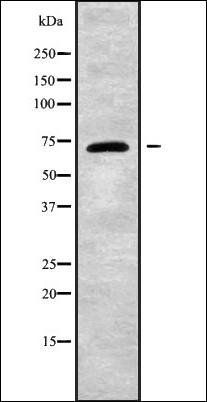 PJA1 antibody