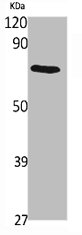 PJA2 Antibody