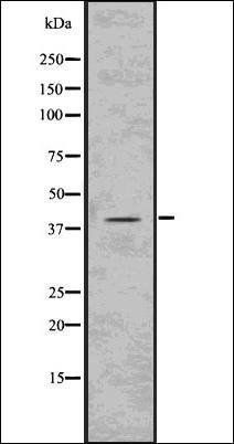 PKA C (Phospho-Thr197) antibody