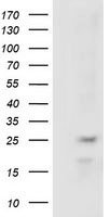 PKA R2 (PRKAR2A) antibody