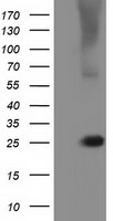 PKA R2 (PRKAR2A) antibody