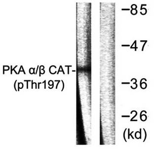 PKA alpha/beta CAT (phospho-Thr197) antibody