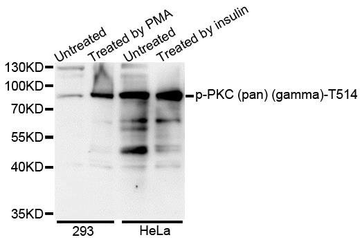 PKC (pan) (gamma) (Phospho-T514) antibody