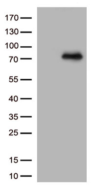 PKC alpha (PRKCA) antibody