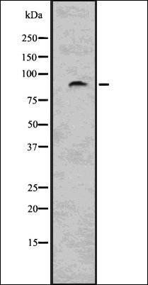 PKC epsilon (phospho S729) antibody