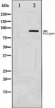 PkC-pan antibody
