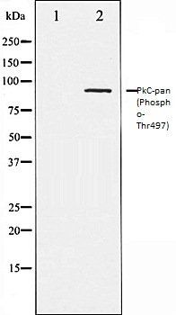 PkC-pan (Phospho-Thr497) antibody