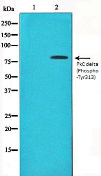 PkC delta (Phospho-Tyr313) antibody
