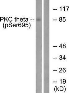 PKC theta (phospho-Ser695) antibody