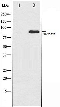 PkC theta antibody