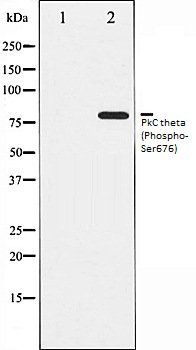 PkC theta (Phospho-Ser676) antibody