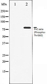 PkC zeta (Phospho-Thr560) antibody