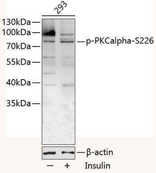 PKCalpha (Phospho-S226) antibody