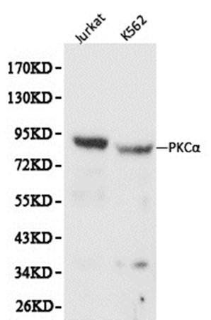 PRKCA antibody