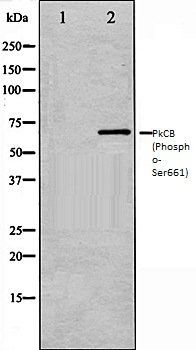 PIM1 (Phospho-Ser661) antibody