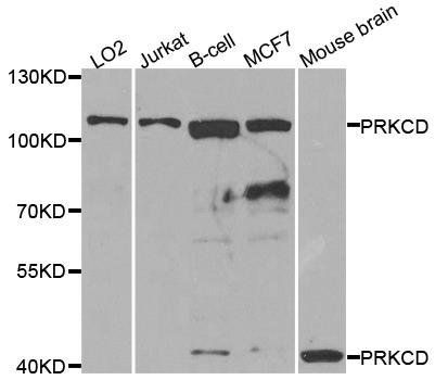 PKCD antibody
