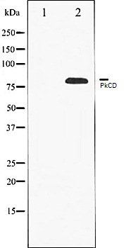 PkCD antibody
