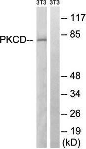 PKCD antibody