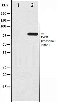 PkCD (Phospho-Tyr64) antibody