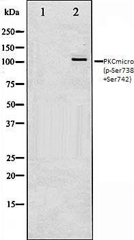 PKCmicro (phospho-Ser738+Ser742) antibody