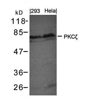 PKCζ (Ab-410) Antibody