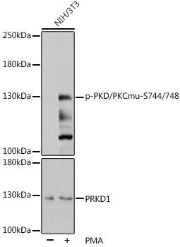 PKD/PKCmu (Phospho-S744/748) antibody