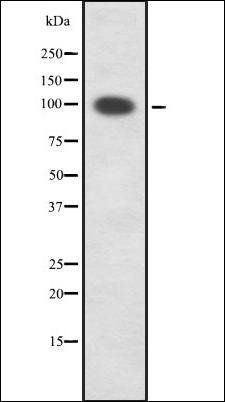 PKD1/2/3 antibody