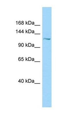PKD1L1 antibody