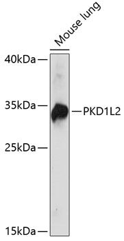 PKD1L2 antibody
