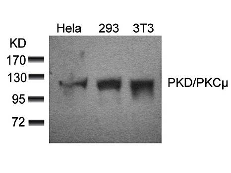 PKD/PKCμ (Ab-910) Antibody
